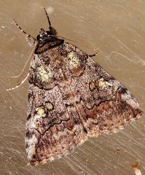 Image of Similar Underwing