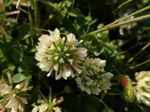 Trifolium nigrescens subsp. nigrescens的圖片