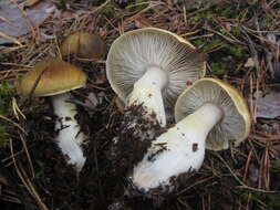 Image of Tricholoma arvernense Bon 1976