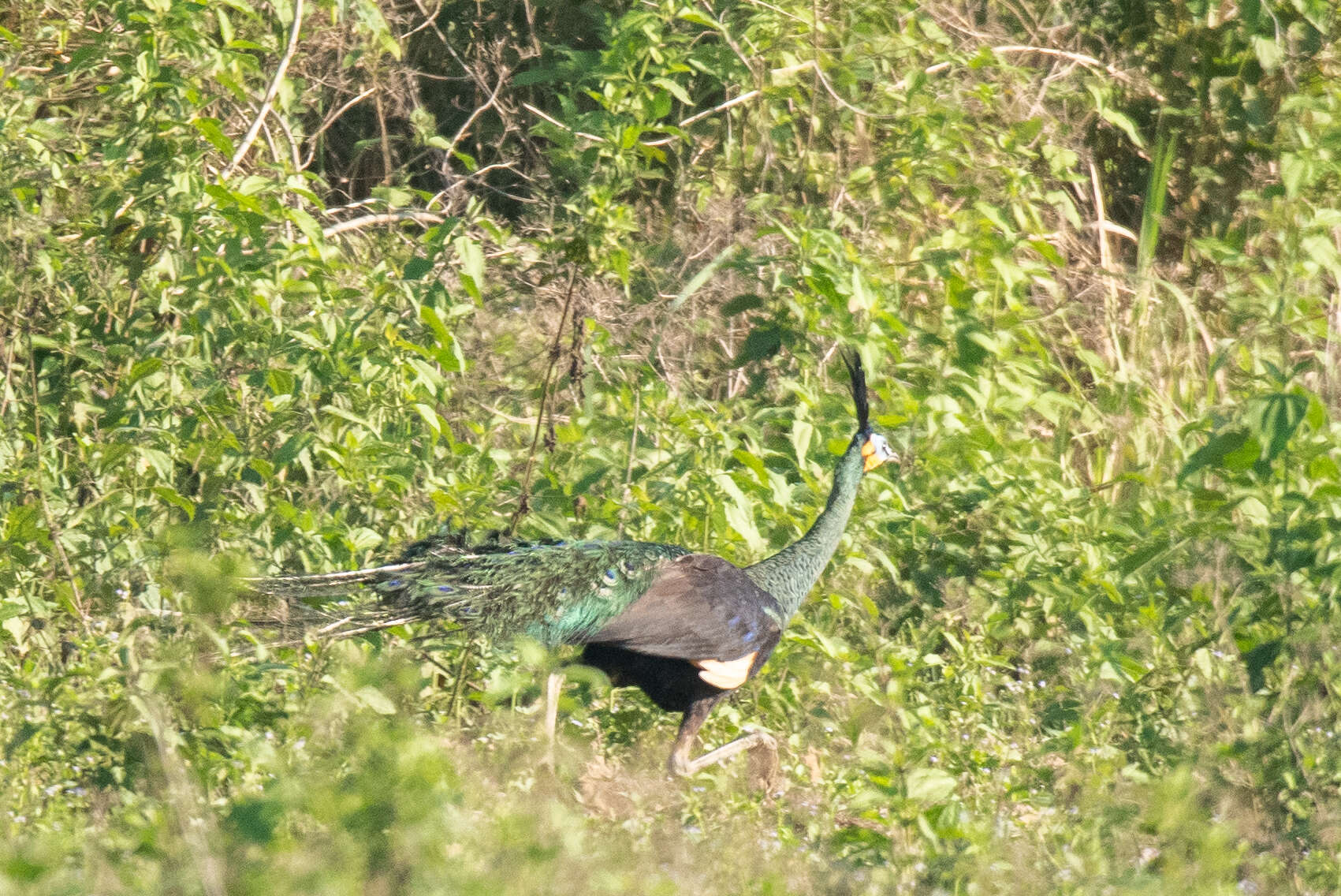 Image of Green Peafowl