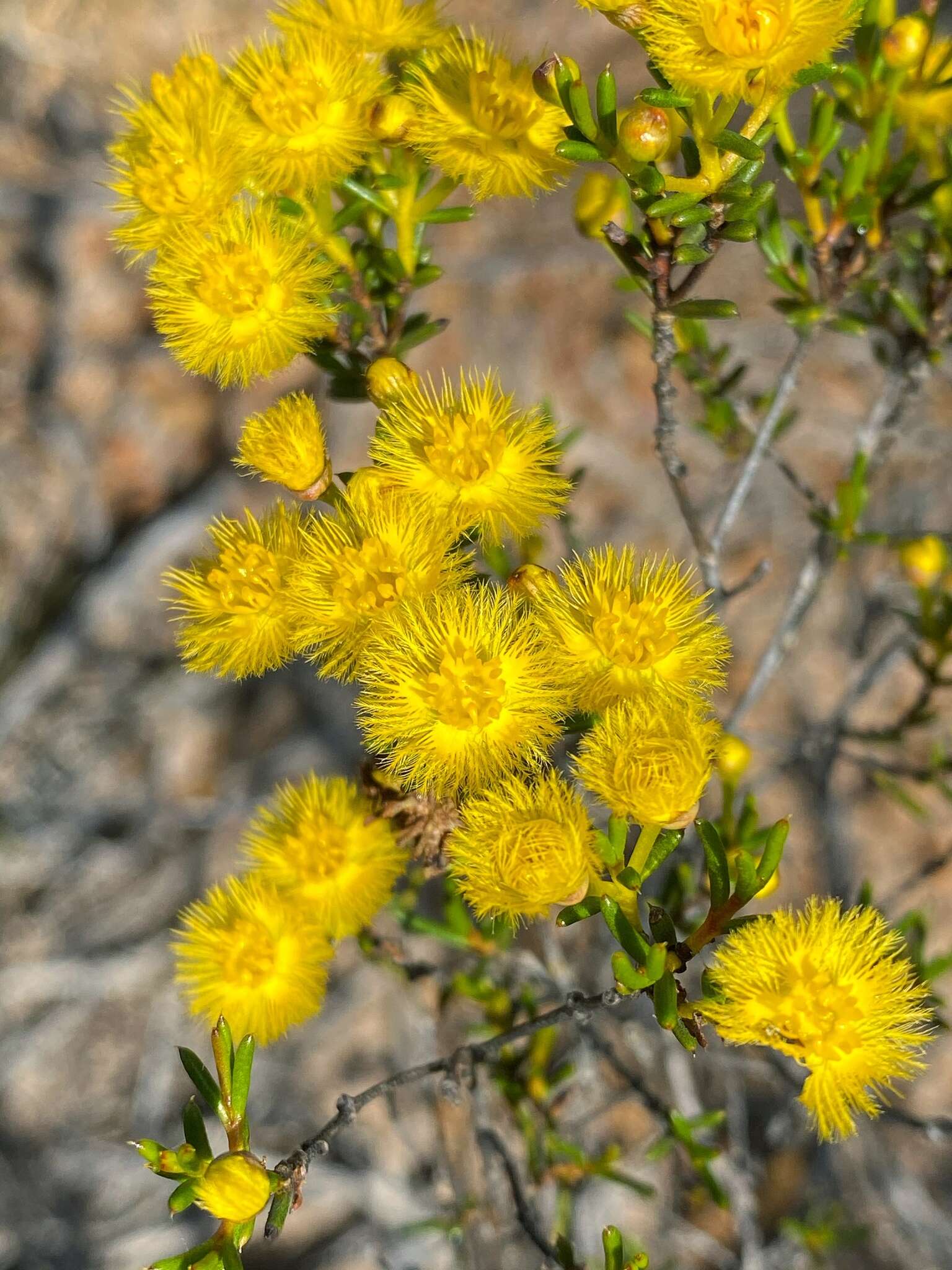 Sivun Verticordia chrysantha Endl. kuva