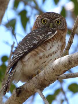 Image of Cuban Pygmy Owl