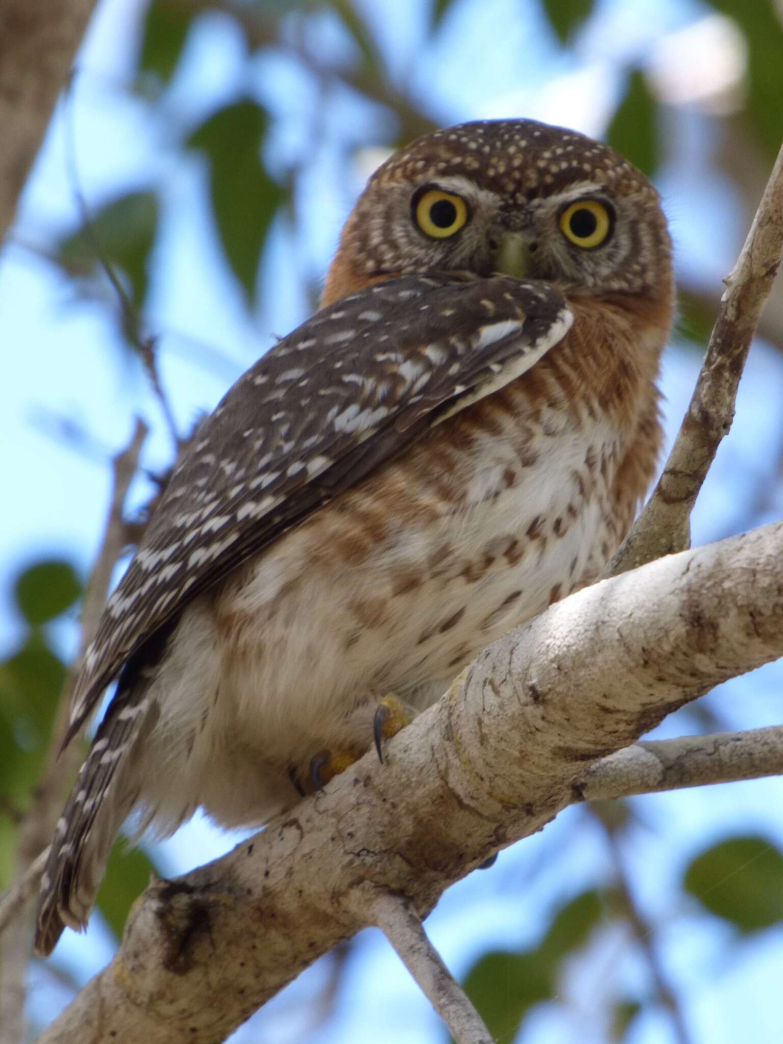 Glaucidium siju (d'Orbigny 1839) resmi