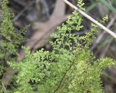 Image of Lindsaea microphylla Sw.