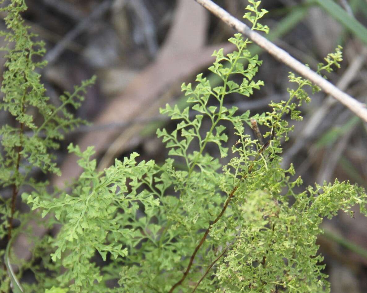 Image of Lindsaea microphylla Sw.