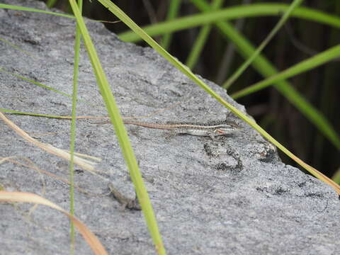 Image of Sceloporus variabilis olloporus Smith 1937