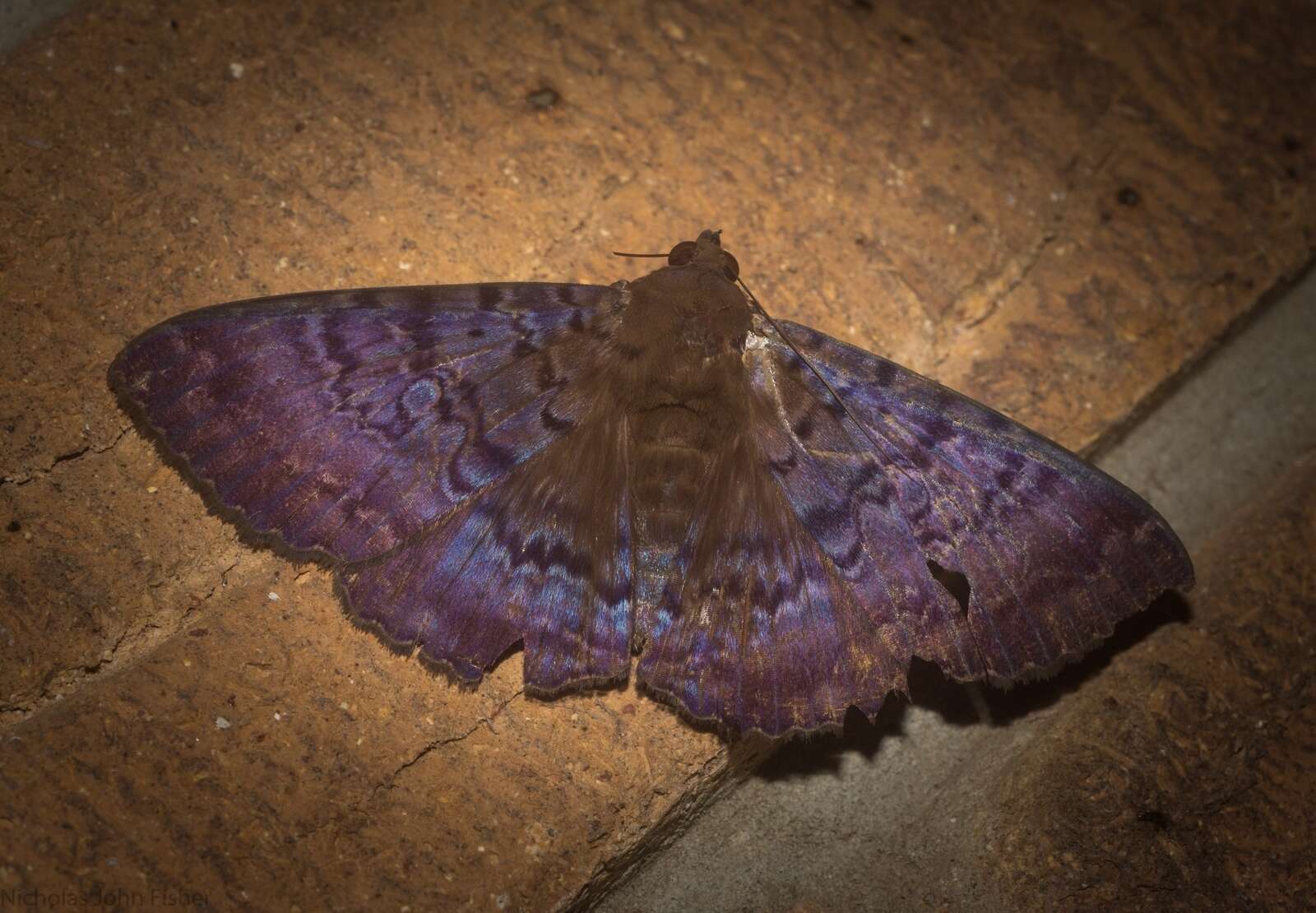 Image of Plain cloak moth