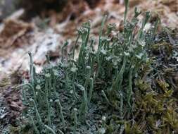 Image of cup lichen