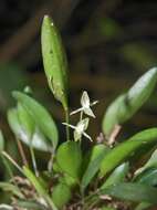 Image of waxy bonnet orchid