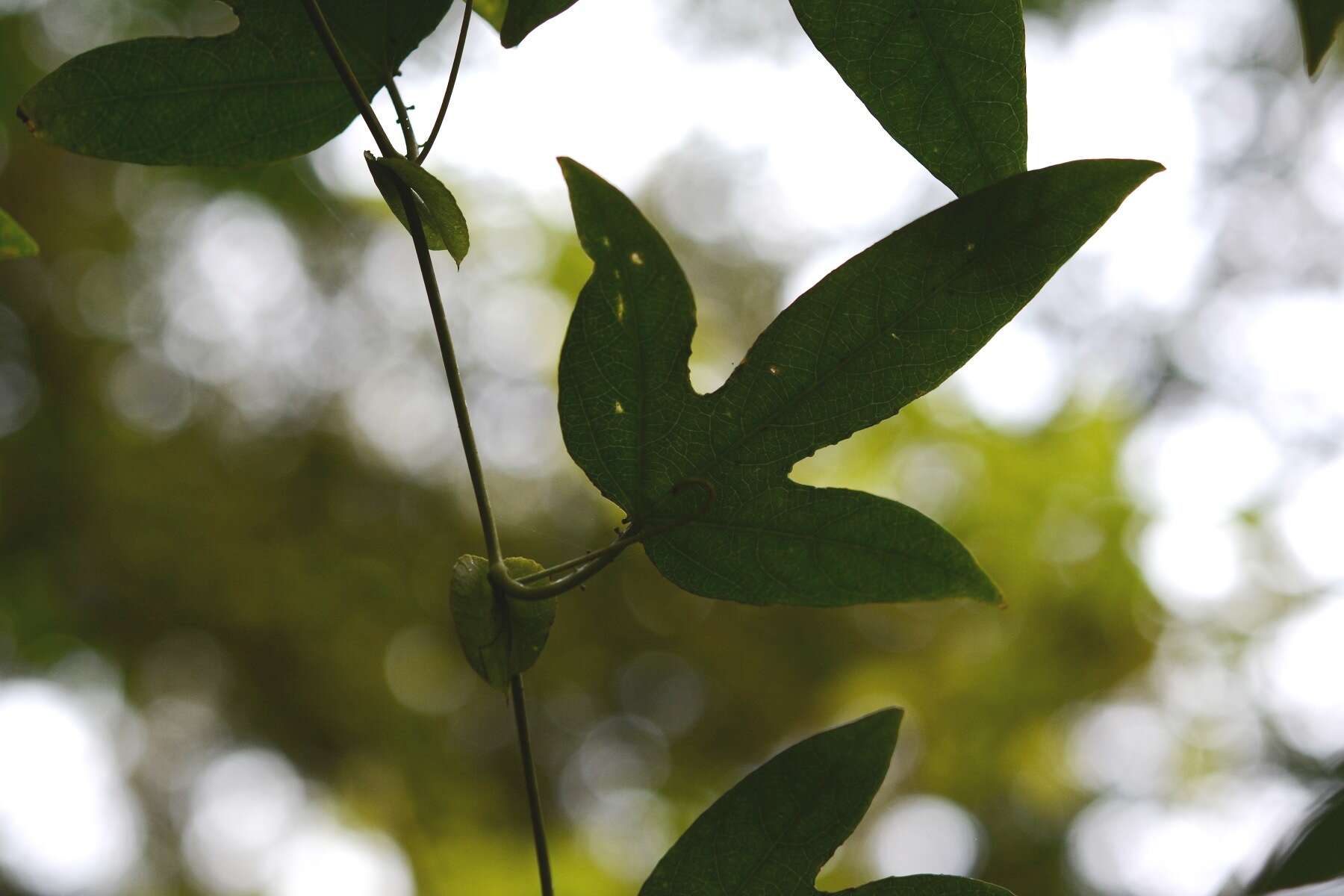 Image of Passiflora platyloba Killip