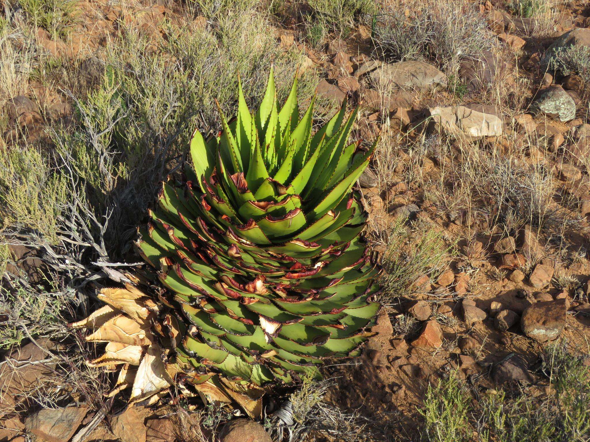 Image of Aloe broomii var. broomii