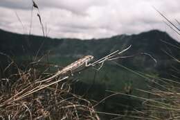 Image of Side-striped Chameleon