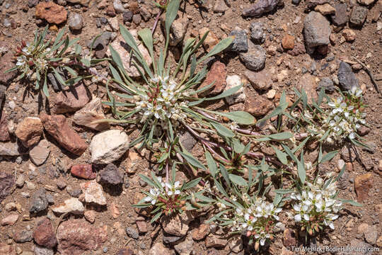 Imagem de Eremothera nevadensis (Kellogg) W. L. Wagner & Hoch