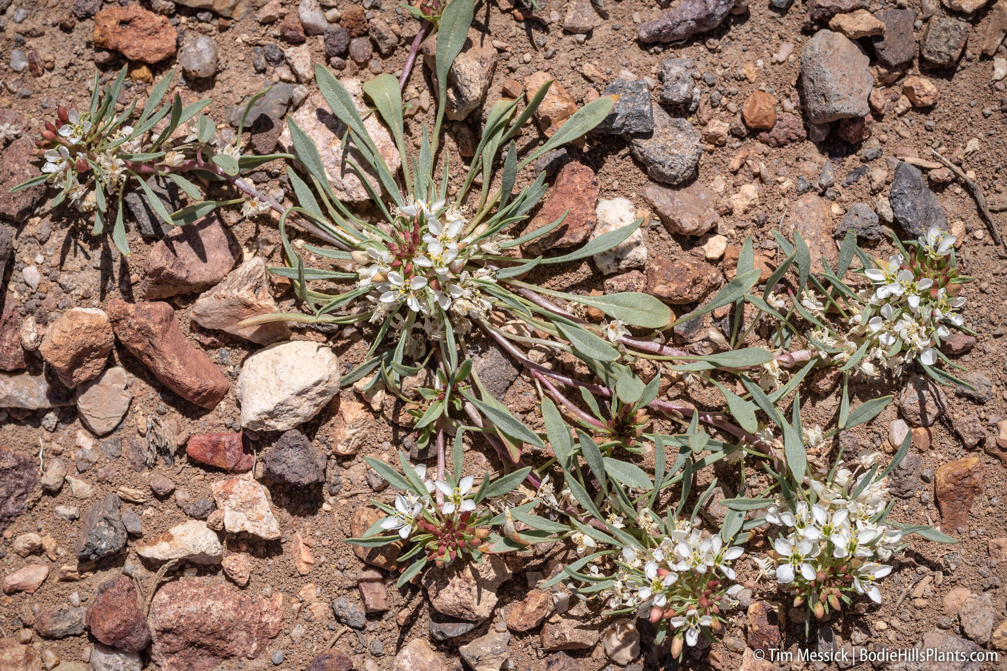 Eremothera nevadensis (Kellogg) W. L. Wagner & Hoch resmi