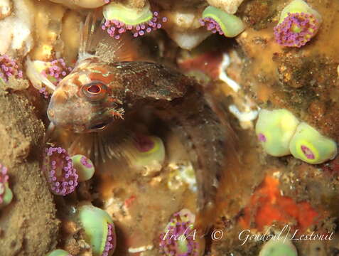 Image of Portuguese Blenny