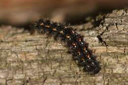 Image of scarce footman