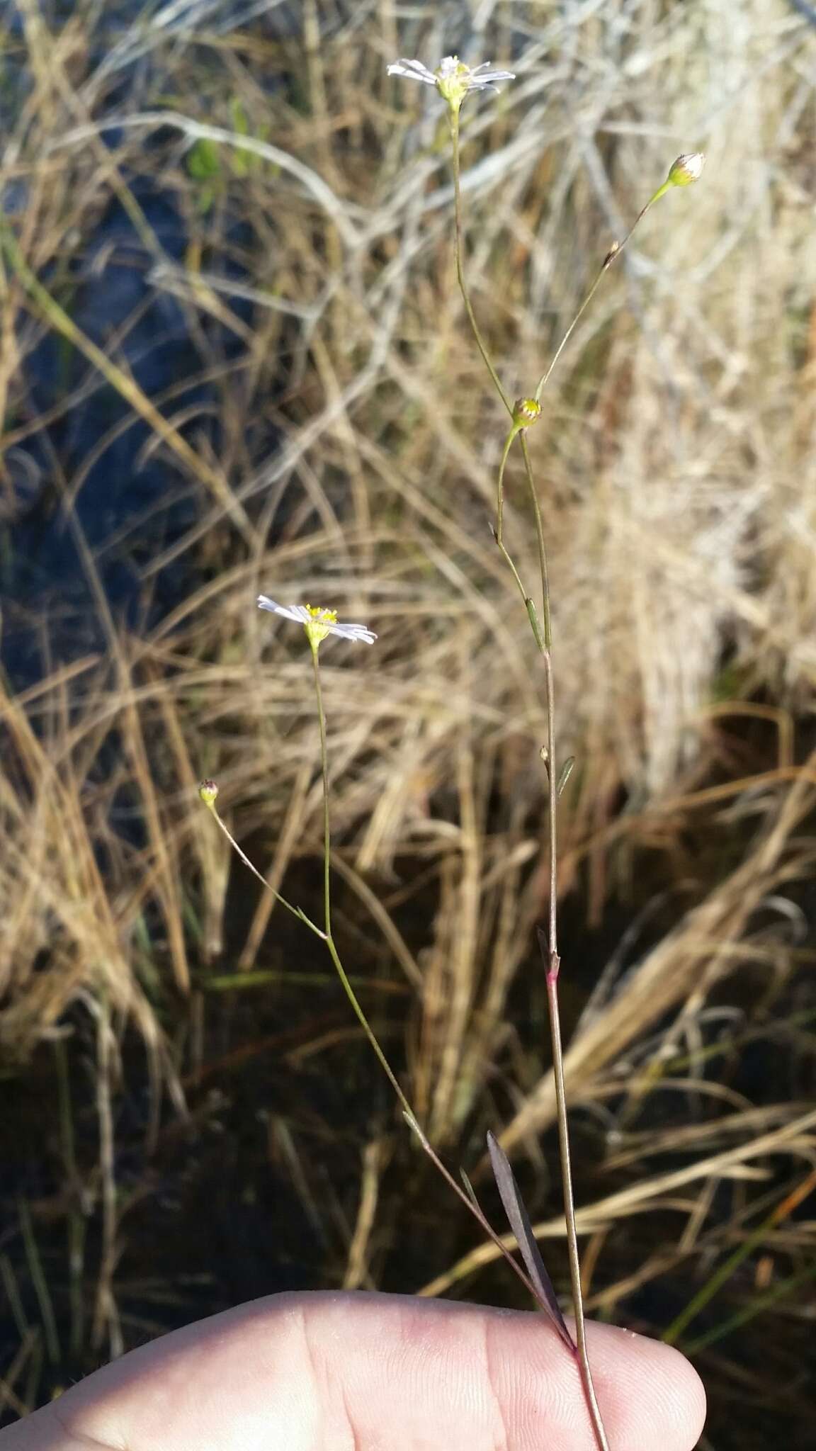 Image of Small-Head Doll's Daisy