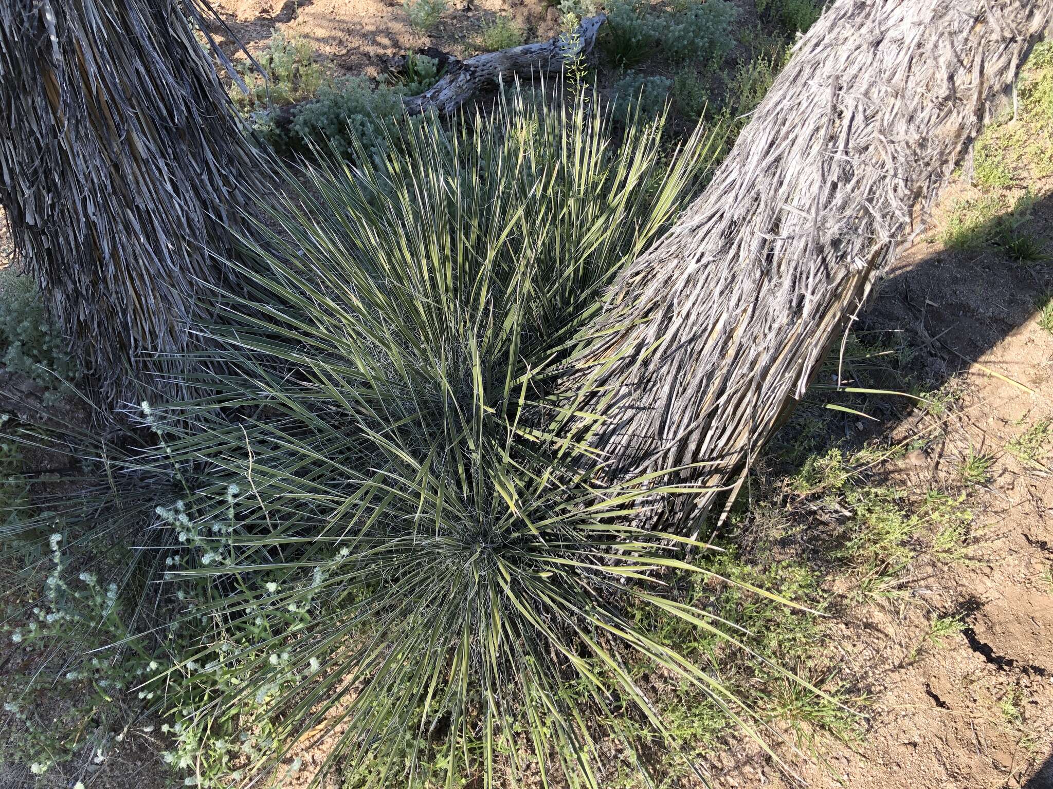 Image of Yucca elata var. elata