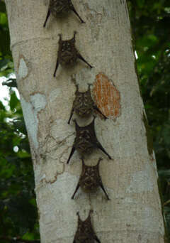 Image of proboscis bat