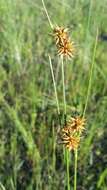 Image of Tracy's Beak Sedge