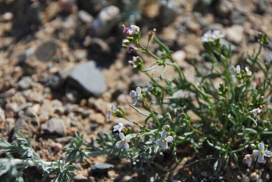 Image of Dontostemon senilis subsp. gubanovii D. German