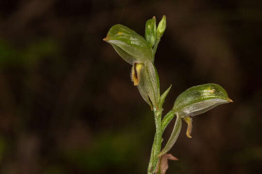 Image of Pterostylis major (D. L. Jones) G. N. Backh.