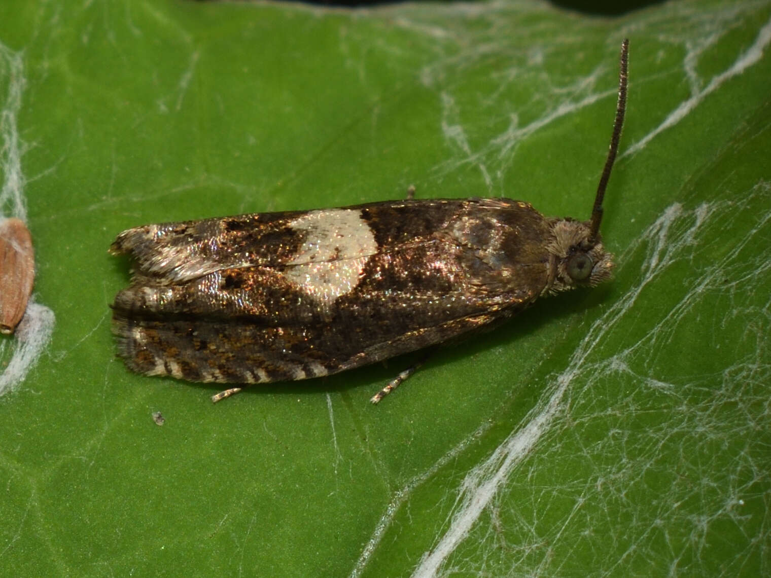 Image of Dichrorampha petiverella Linnaeus 1758