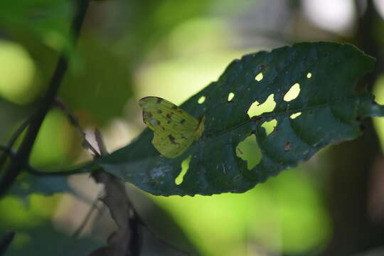 Image de <i>Enantia mazai diazi</i>