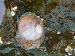 Image of Aleutian moon snail