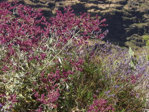 صورة Salvia canariensis L.