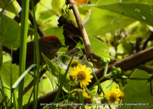 Image of Silvery-throated Spinetail