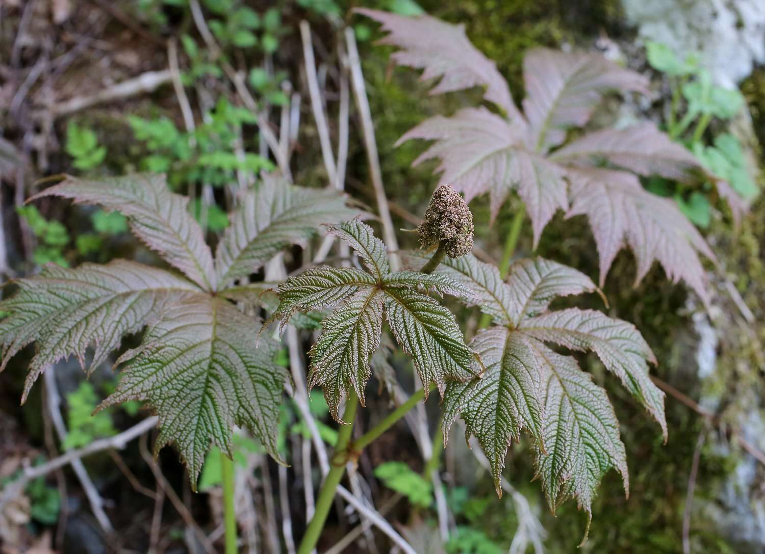 صورة Rodgersia podophylla A. Gray