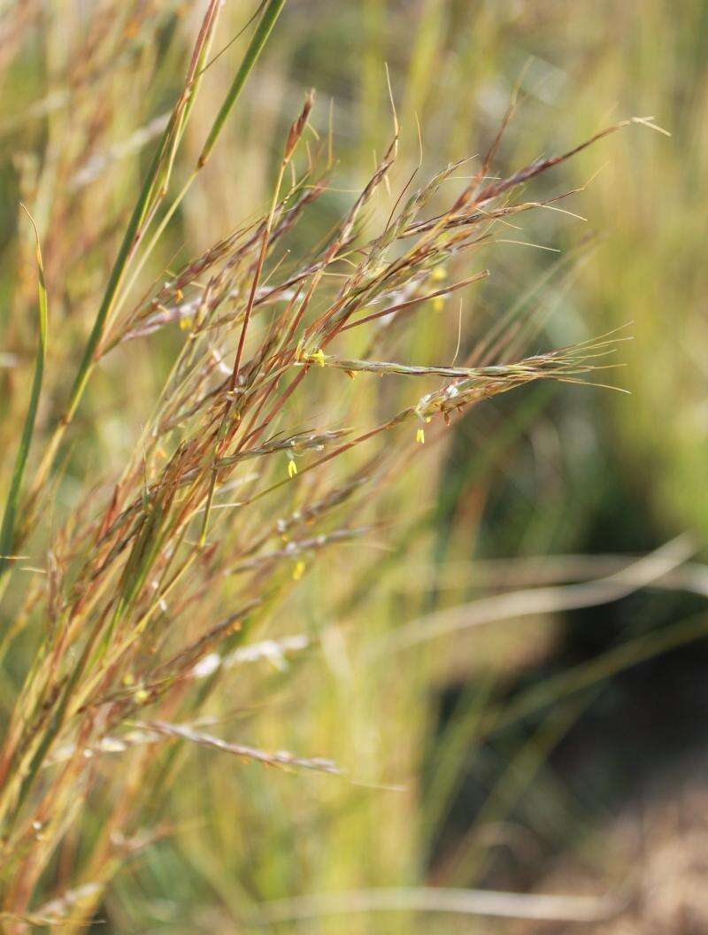 Image of thatching grass