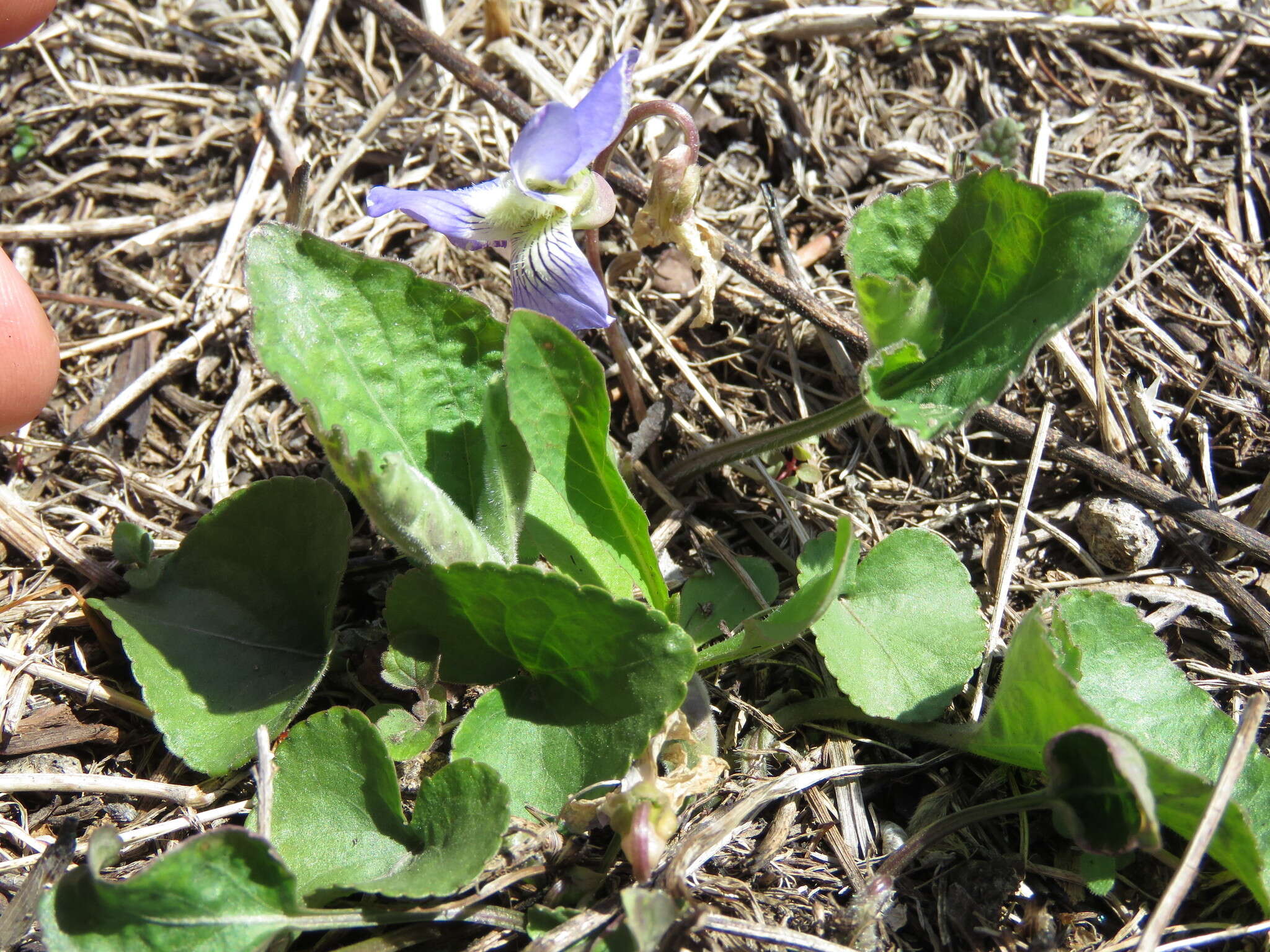 Image of common blue violet