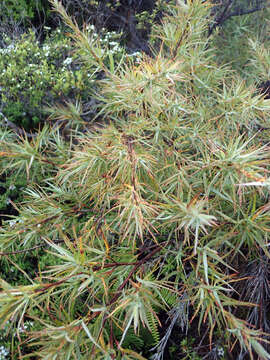 Image of Dracophyllum trimorphum W. R. B. Oliv.