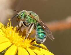 Agapostemon obliquus (Provancher 1888)的圖片