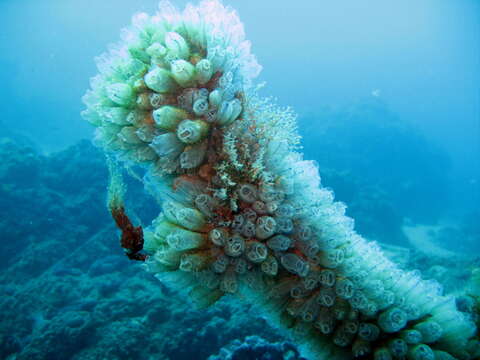 Image of bluestriped light bulb tunicate