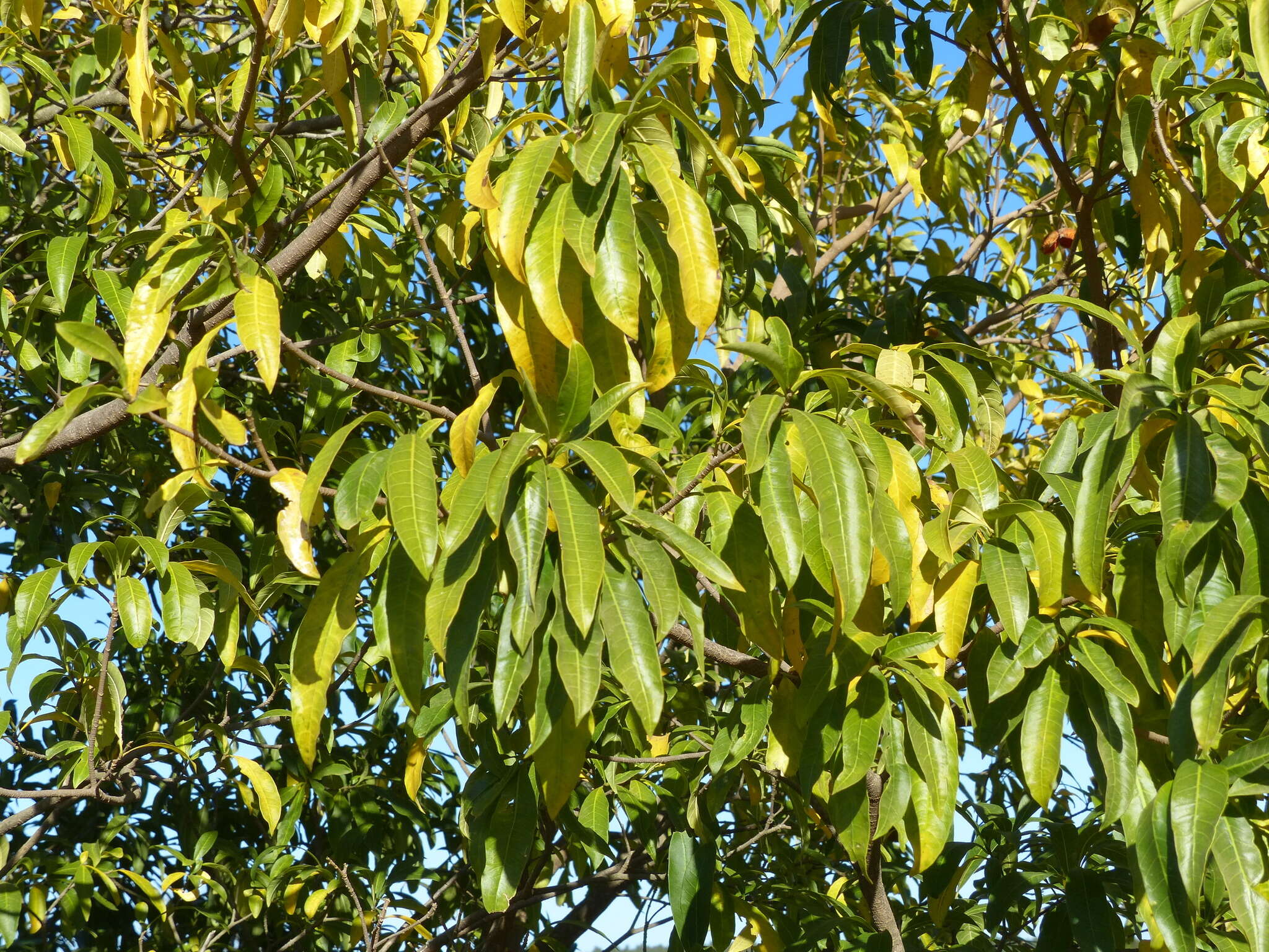 Imagem de Tabernaemontana catharinensis A. DC.