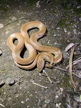 Image of Formosa Kukri Snake