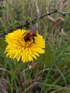 Image de Bombus dahlbomii Guérin-Méneville 1835