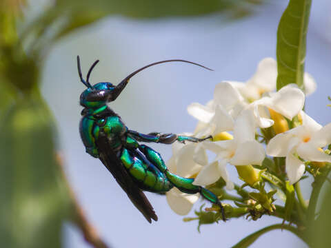 Image of orchid bee