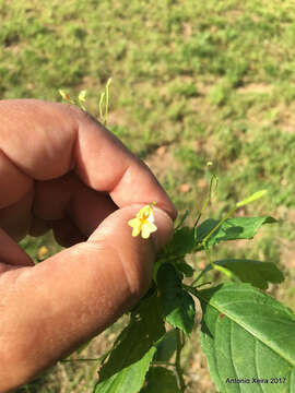 Impatiens parviflora DC. resmi