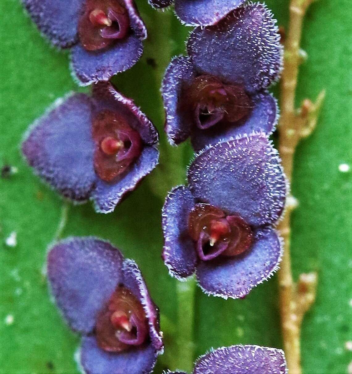 Image of Stelis argentata Lindl.