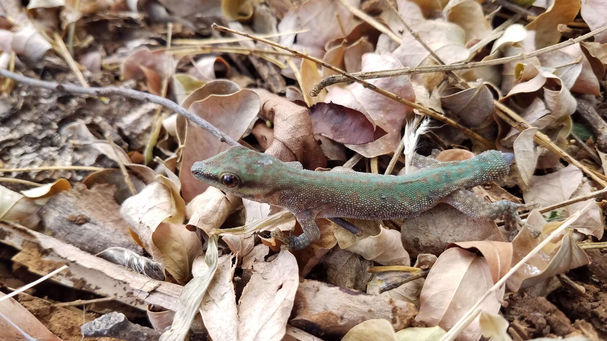 Plancia ëd Phelsuma abbotti Stejneger 1893