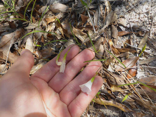 Image of coastal plain dawnflower