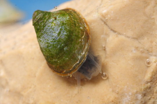 Image of River Limpet