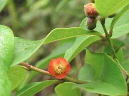 Image of Cratoxylum cochinchinense (Lour.) Bl.