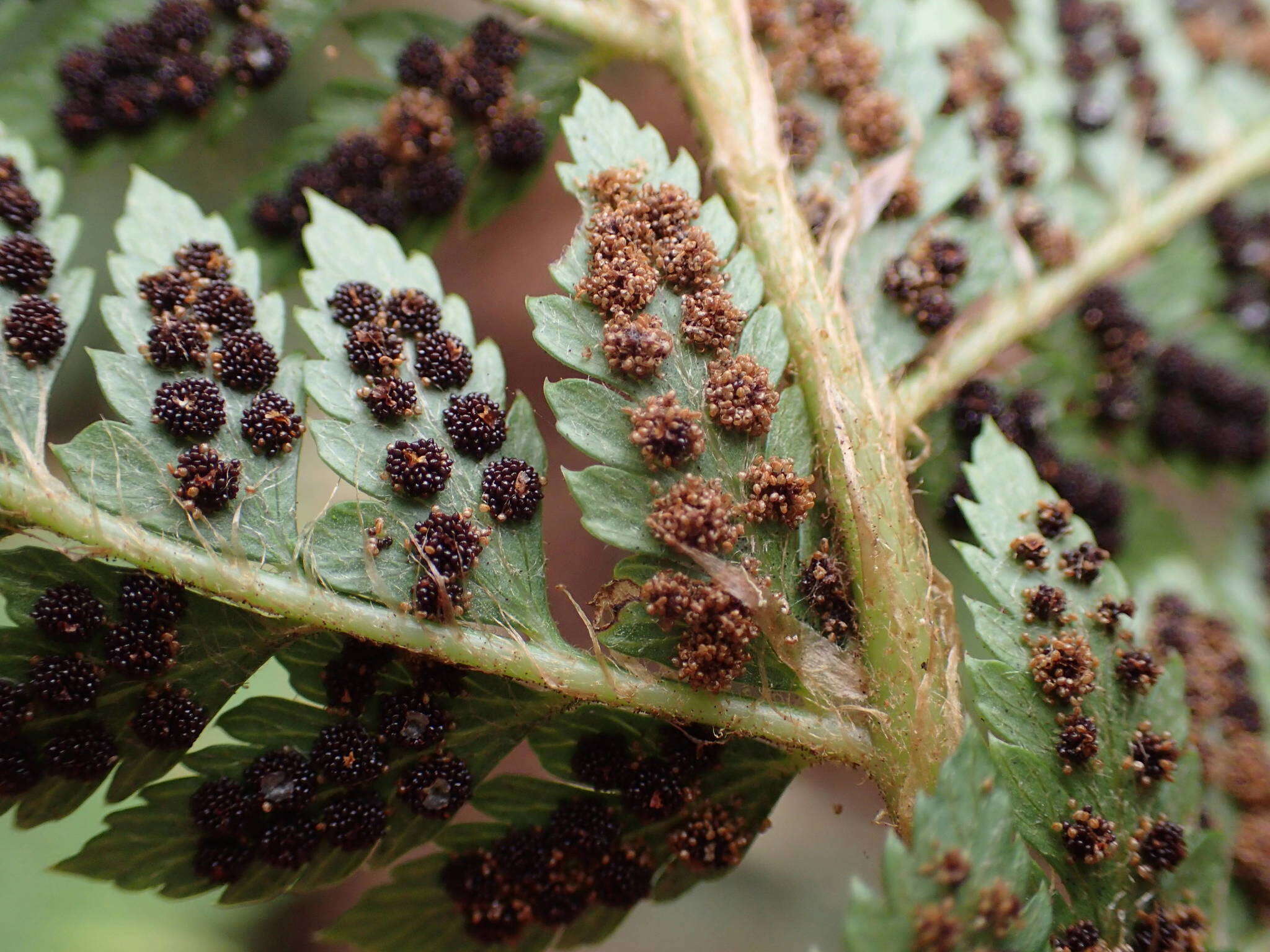 Imagem de Polystichum ammifolium (Desv.) C. Chr.