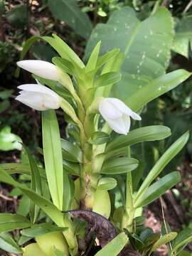 Image of Maxillaria camaridii Rchb. fil.