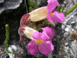 Слика од Harveya purpurea (L. fil.) Harv. ex Hook.